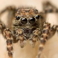 jumping spider 